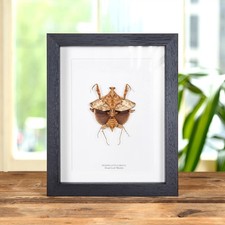 Taxidermy dead leaf mantis - taxidermy,