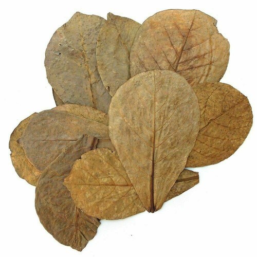 Dry almond leaves terminalia - dry,