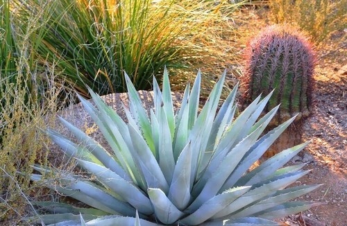 Agave chrysantha golden - chrysantha,