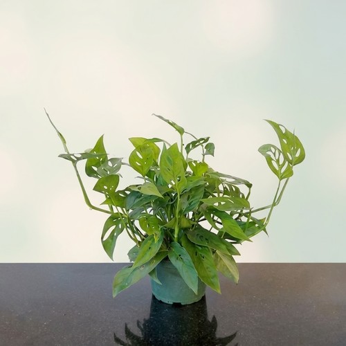 Live monstera adansonii - live, swiss