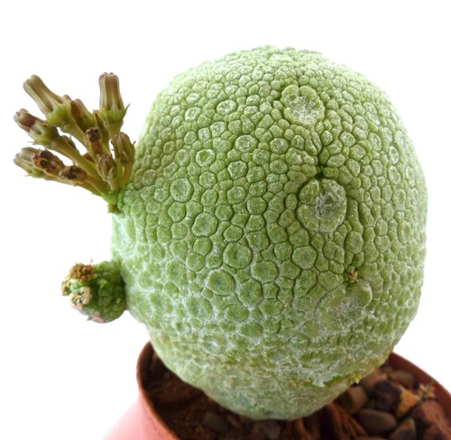 Pseudolithos migiurtinus seeds - pseudolithos,
