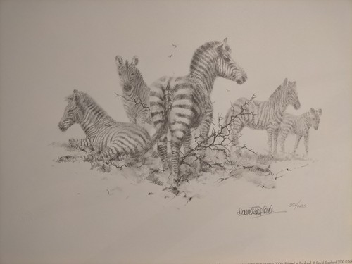 David shepherd zebra - david,