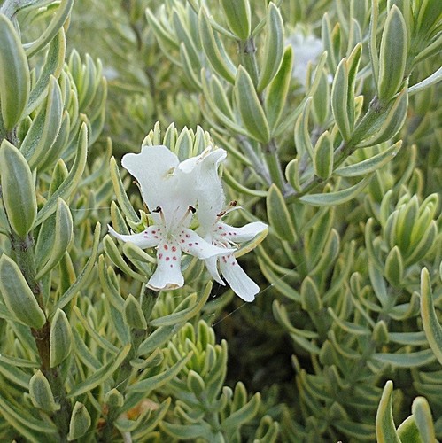 Westringia morning light - westringia,