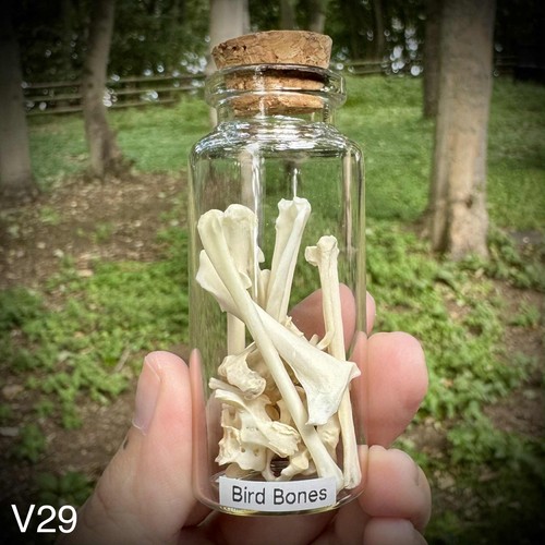 Pigeon bones glass vial - a,