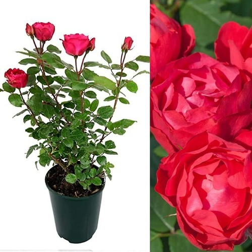 Rose bush cherry bonica - bush,
