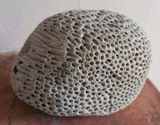 Reef Coral Fossil  Brain Coral Fossil.