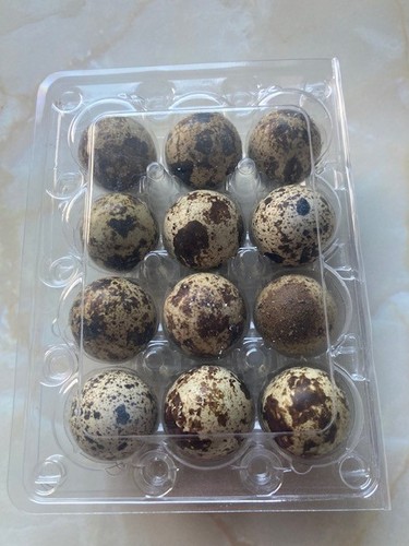 Fresh quail eggs - eggs, (eating)