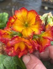 Polyanthus, Showstopper, "Fire