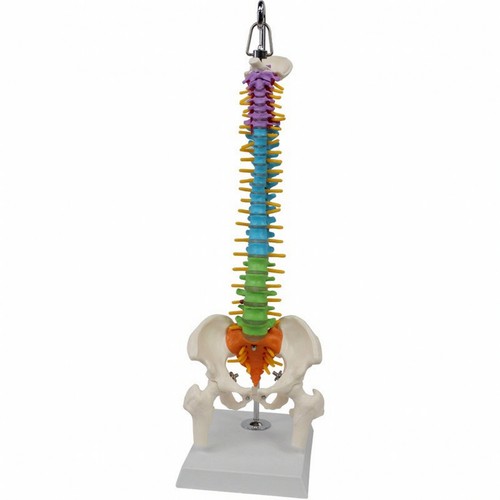 Human spine model - spine, hanging