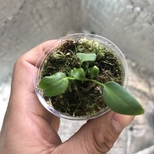 Anthurium Pallidiflorum Narrow