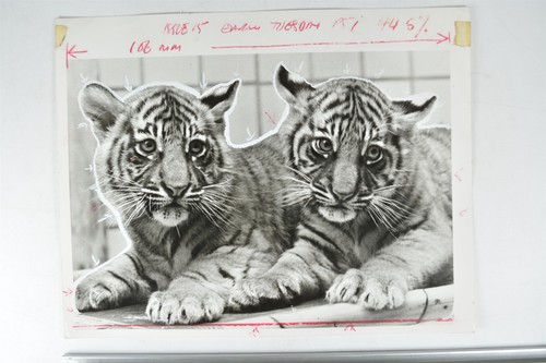 Tiger cubs masking - 2,