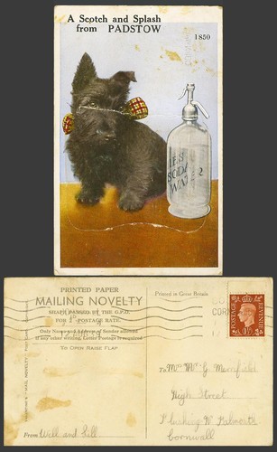 Scottish terrier scottie dog - scottish,