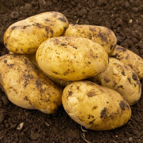 Pentland dell seed potatoes - dell,