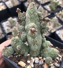 Pseudolithos dodsonianus