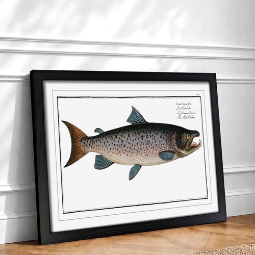 Male salmon fish - male, animal