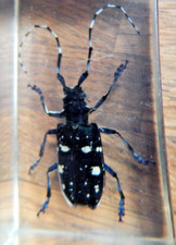 REAL LIFE BUGS COLLECTION 