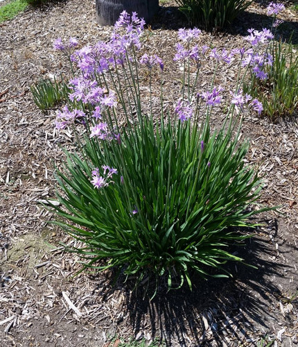 Society garlic live plant - society,