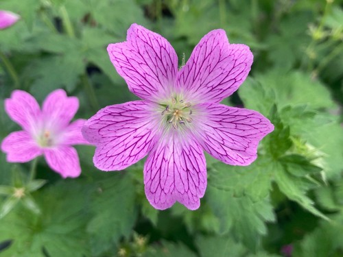 Hardy geranium wargrave - wargrave, pink