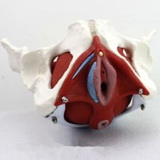 Life Size Medical Anatomical Women Female Girl Pelvis Model Studying School Demo
