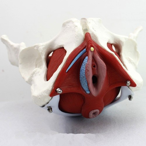 Life size medical anatomical - life,