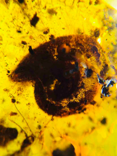 Burmese burmite cretaceous - burmese,
