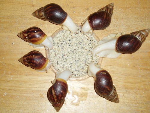 Giant african land snail food - snail,