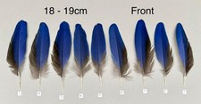 Parrot Macaw Feather Crafts