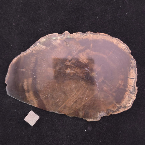 Petrified wood slice - –, 145g