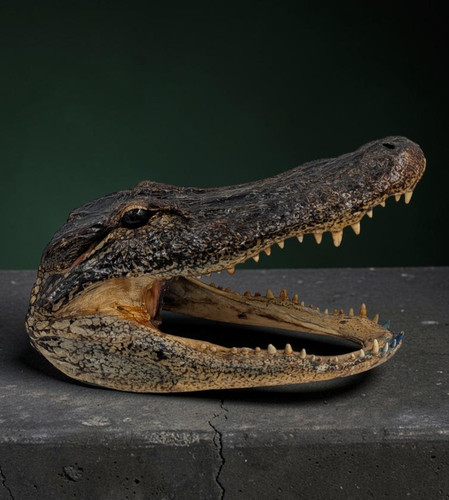 Real taxidermy alligator - real,