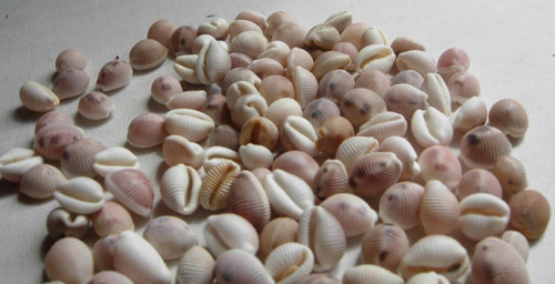 Cowrie shells 500 beach - cowrie, 500+.