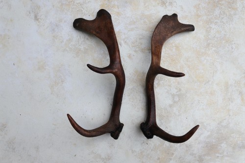 Pair fallow deer - pair, 12