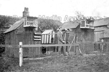 Azp social history pigeon - history,,