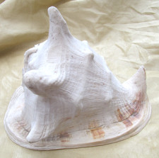 Beautiful Natural Huge Queen