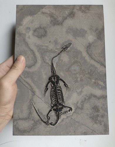 Keichousaurus skeleton fossil - keichousaurus,