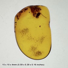 Fossilised baltic amber with