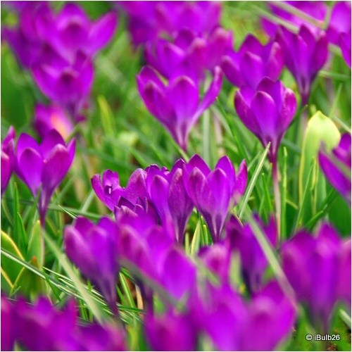 Crocus tom ruby - crocus, 'ruby