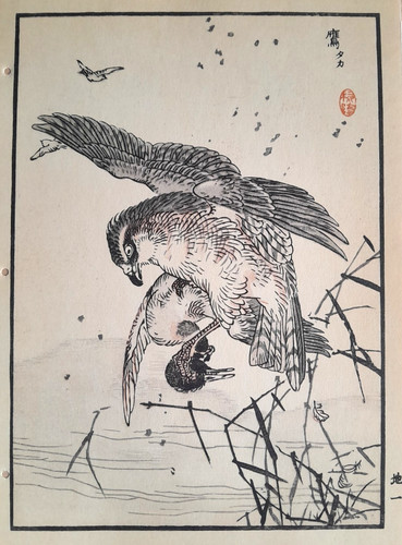 Bairei goshawk japanese print - goshawk,