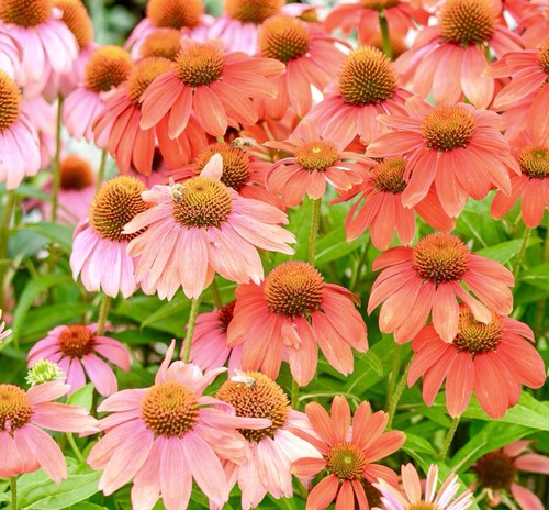Echinacea coneflower red - coneflower,