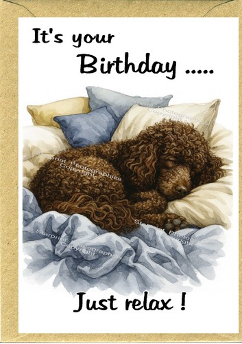 Irish water spaniel dog - irish, (4"x