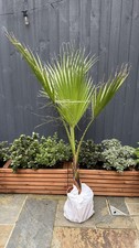 🌴 Washingtonia Robusta -