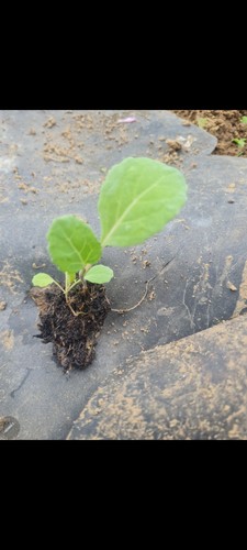 Savoy cabbage plug plants 8 - savoy,