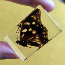 Real Butterfly Bug Insect Preserved in Resin  Paperweight Animal Amber Moth