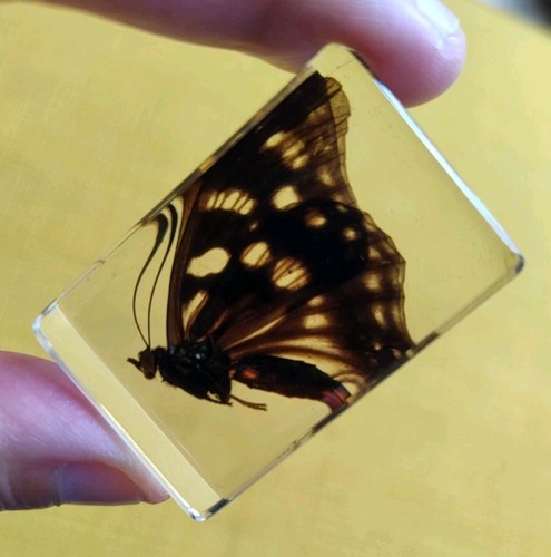 Real butterfly bug insect - butterfly,