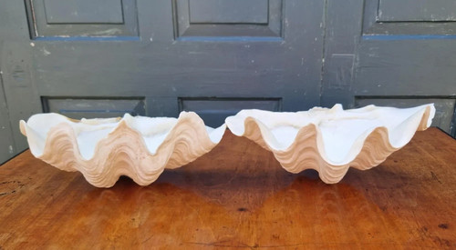 Fluted giant clam shells - ,