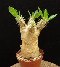 Pachypodium