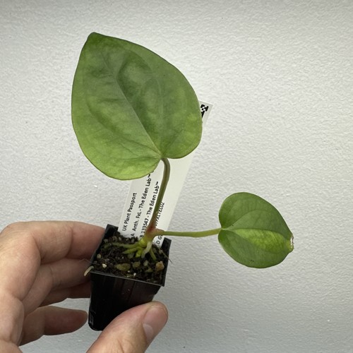 Anthurium forgetii luxurians - forgetii, x