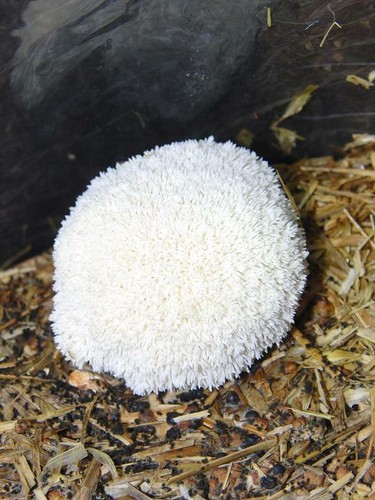 Mushroom spawn seed lions - spawn,