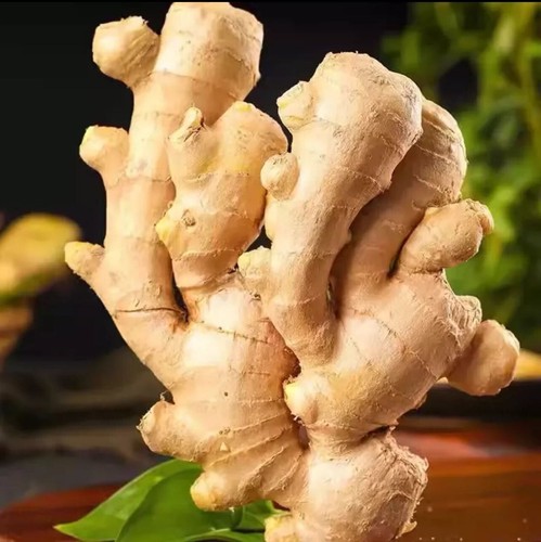 Fresh organic ginger roots - fresh,