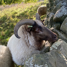 Icelandic x Shetland Sheep’s