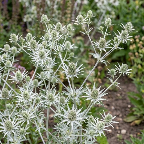 Eryngium sea holly white - holly,